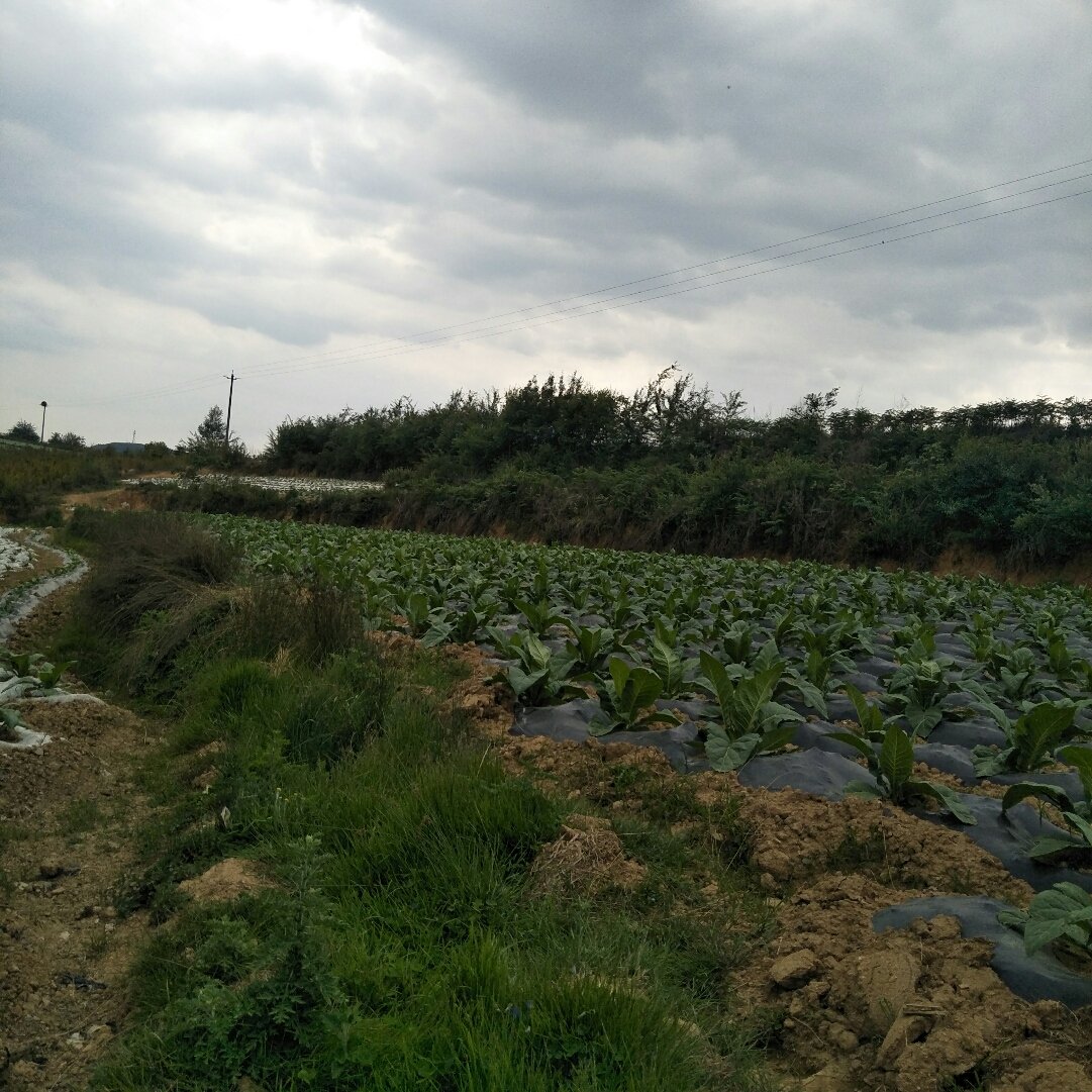 界址镇天气预报更新通知