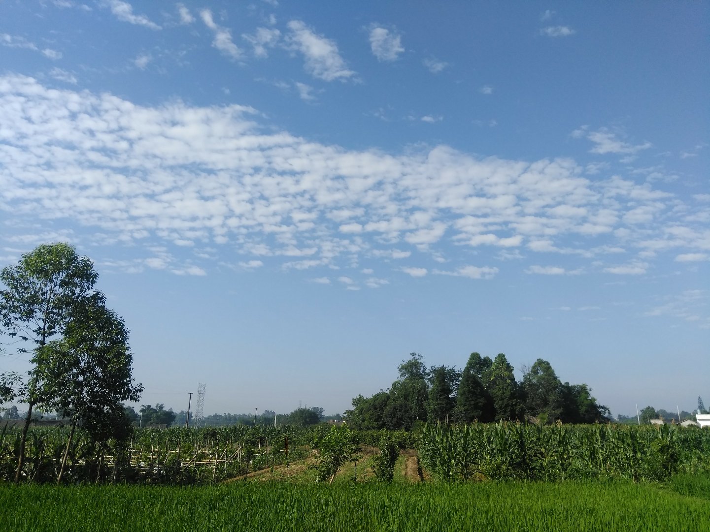 大红城乡天气预报更新通知