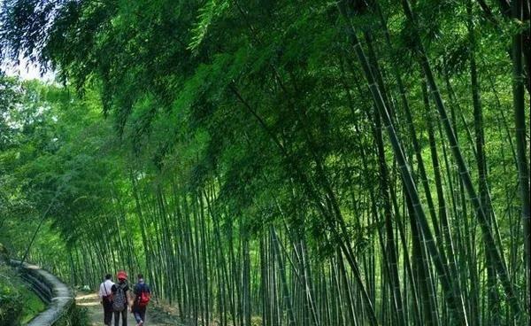 差干镇未来繁荣蓝图，最新发展规划揭秘