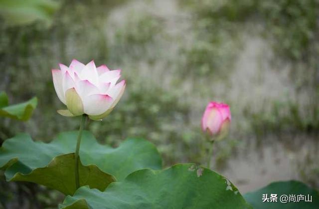 夏馆镇天气预报更新通知