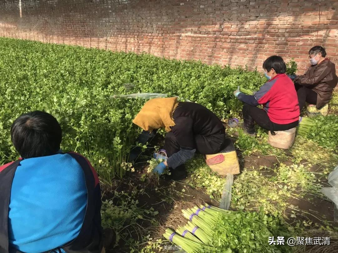 武清区小学最新招聘资讯汇总